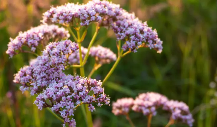 Baldrian als pflanzliches Schlafmittel