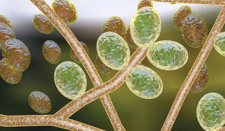Der Candida albicans ist eigentlich harmlos
